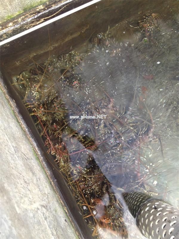 工廠化龍蝦養殖臭氧發生器